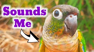 pyrrhura molinae conure parrot natural SOUNDS My bird is happy when it sings animal sounds Pyrrhura [upl. by Fryd]