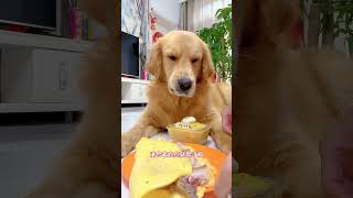 Listen to puppies eat delicious food ep84 Teddy Golden puppy dog doglover doglife viralvideo [upl. by Eiryt]