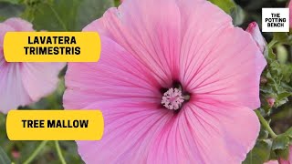 Lavatera trimestris  Rose Mallow  Tree Mallow [upl. by Attayek]