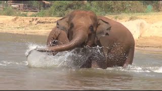 Nearly A Year of Freedom Baby SaNgae and MhoJaes New Life  ElephantNews [upl. by Dez]