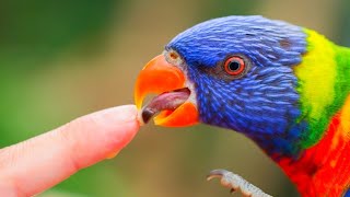 Rainbow lorikeet sounds [upl. by Minsk77]