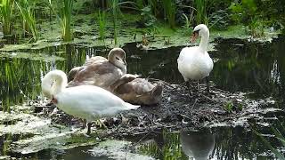 Łabędzie nieme Cygnus olor w Boguszycach [upl. by Swen919]