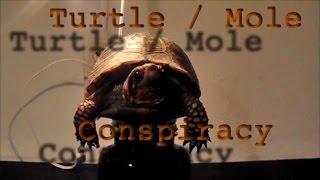 Turtle  Mole Conspiracy [upl. by Aneeuqal]