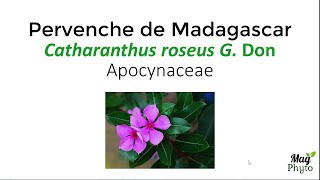 Les vinca alcaloïdes anticancéreux de la pervenche de Madagascar Catharanthus roseus G Don [upl. by Llenrap667]