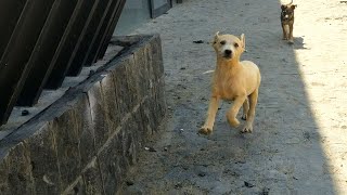 A stray puppy happily welcomed me [upl. by Cogen]