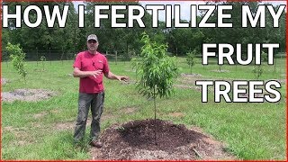 How and when to fertilizing fruit trees [upl. by Trinette]