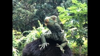 Critically Endangered Fijian Crested Iguana at Kula Wild Adventure Park [upl. by Enellek]