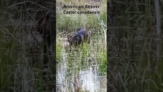 American Beaver Castor canadensis eating dinner in the BWCA beaver [upl. by Behre]