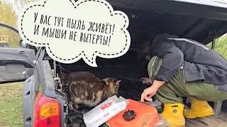 День в тумане Кошка Морошка дружит Треугольного кота Гости привезли странных растений Сова УГУ [upl. by Eillac]