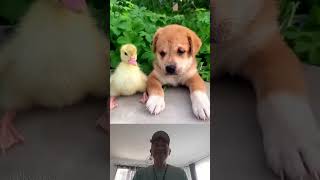 Too Cute and Clever Dog amp Puppy Tricks Antics amp Family Fun Part 2 Reaction [upl. by Llennahc550]