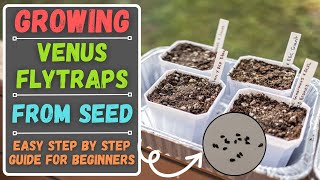 Growing Venus Flytraps From Seed For Beginners  Easy Step By Step Guide [upl. by Nhar]