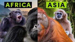 All 4 Types of NonHuman Ape  A Detailed Comparison [upl. by Dionis]