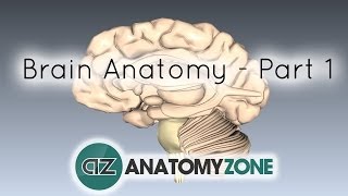 Basic Parts of the Brain  Part 1  3D Anatomy Tutorial [upl. by Boff323]