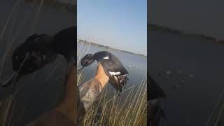 Duck Hunting shortvideo  birds Duck hunters viral video youtube [upl. by Nerty]