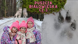 Poszłyśmy po śladach wilków 🐺  Puszcza Białowieska cz3 [upl. by Hsiri]