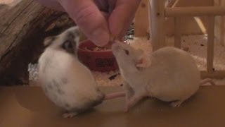 How to Tame Pet Mice [upl. by Aihtnyc689]