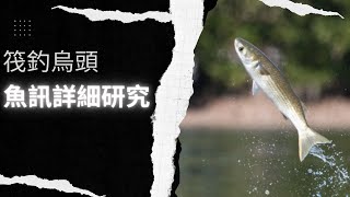 烏頭 魚訊研究 [upl. by Emmett102]