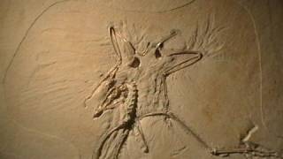 Archaeopteryx Fossil Thermopolis Specimen [upl. by Happ832]