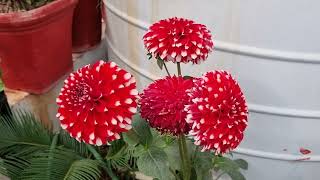 How to Grow and Care Dahlia Plant  Fun Gardening [upl. by Shantha]