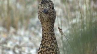 306 Willow ptarmigan Alaska USA [upl. by Olva15]