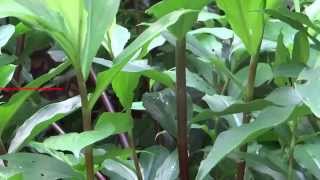 Insulin Plant Chamaecostus cuspidatus  Medicinal plant for diabetes treatment [upl. by Chard]