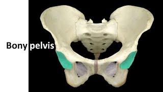 Bony pelvis with clinical correlation Prof Dr Md Ashfaqur Rahman [upl. by Hanoj861]