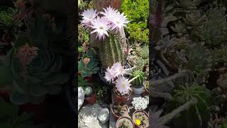 ‎flowerszoneforever Echinopsis Tubiflora Cactus in super Bloom satisfying shot [upl. by Loree]