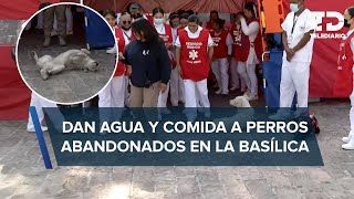 Veterinarios brindan atención a perritos abandonados en la Basílica de Guadalupe [upl. by Pillsbury]