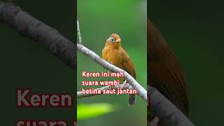 Wambi betina pancing jantan gacor birds [upl. by Laney]