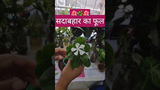 SadabaharVinca Plant Kaise Lagaye terracegarden sadabahar viralvideo shorts [upl. by Susannah]