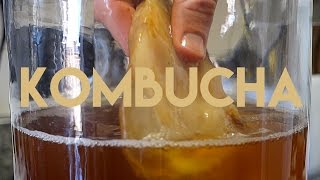 Beginners Guide To Fermentation Kombucha Making [upl. by Yelyr]