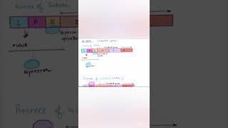 Regulation of gene expressionlac operoninducible operonytviral ytshortsvideo [upl. by Nal180]