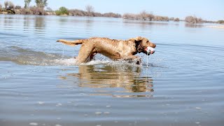 The Incredible Hunting Capabilities of the Chesapeake Bay Retriever [upl. by Ressay]