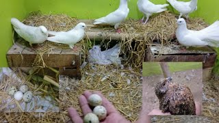 Update 142 pigeon egg k sath qauli k eggs rkh diye waqarbirds birdslover [upl. by Jaylene]