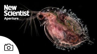 The microscopic beauty of plankton – and their predators [upl. by Arnaud]