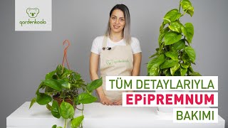 Epipremnum Pothos Salon Sarmaşığı Bakımı [upl. by Ayihsa]