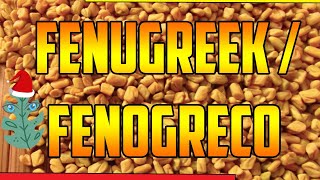 ¿PARA QUE SIRVE Fenogreco🌿Trigonella foenumgraecum🌿FENUGREEK BENEFICIOS ORGANISMO plants MED 🌿 [upl. by Ecinreb]