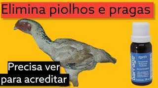 Como acabar com piolhos de galinha [upl. by Jaime]