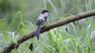 Longtailed Shrike [upl. by Yerxa]