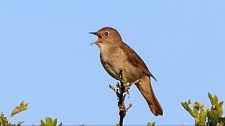 One Hour Relaxing Birdsong the Nightingale [upl. by Atniuqal]