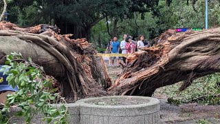 People gawking at a massive downed tree in the park [upl. by Eppillihp204]