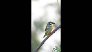 quotEvening Yawn of the Coppersmith Barbet  Natures Tranquil Momentquot [upl. by Dleifxam424]