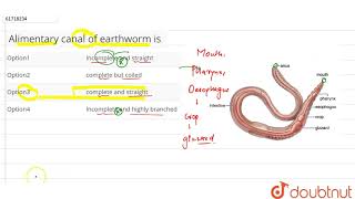 Alimentary canal of earthworm is [upl. by Eelan]