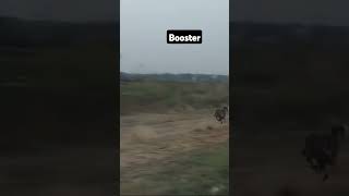 booster greyhound shots ytshorts punjabisong [upl. by Virg949]