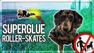 SUPERGLUED MY BRO TO MY PUPPY ON SKATES [upl. by Nikos]