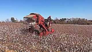 Cotton Picking  Bodine Farms [upl. by Enileme122]