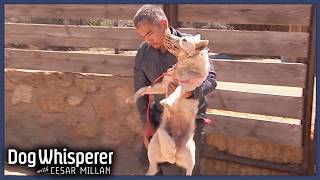 Stubborn Wild Dog Refuses To Be Domesticated  S4 Ep 2  Dog Whisperer With Cesar Millan [upl. by Mccormick]