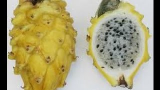 Como Cultivar Pitaya Fruta Dragón  TvAgro por Juan Gonzalo Angel [upl. by Kama798]