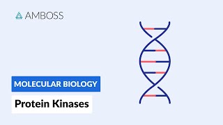 Protein Kinases Cell Signaling and Phosphorylation [upl. by Yankee]