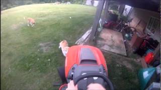 Corgi Herding Lawnmower [upl. by Kingsley]